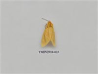 藏品(夜蛾3)的圖片